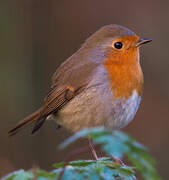 European Robin