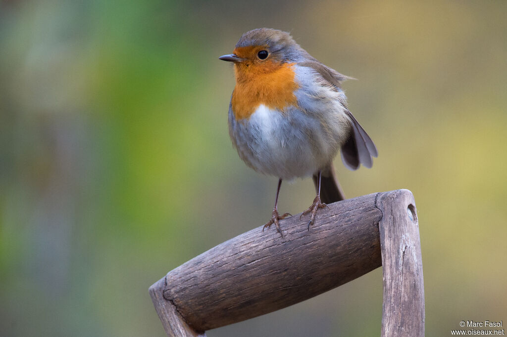 European Robinadult, identification