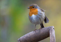 European Robin