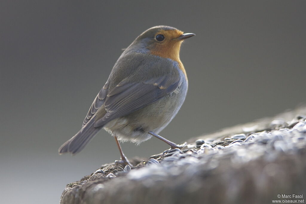 European Robin, identification, feeding habits