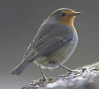 European Robin