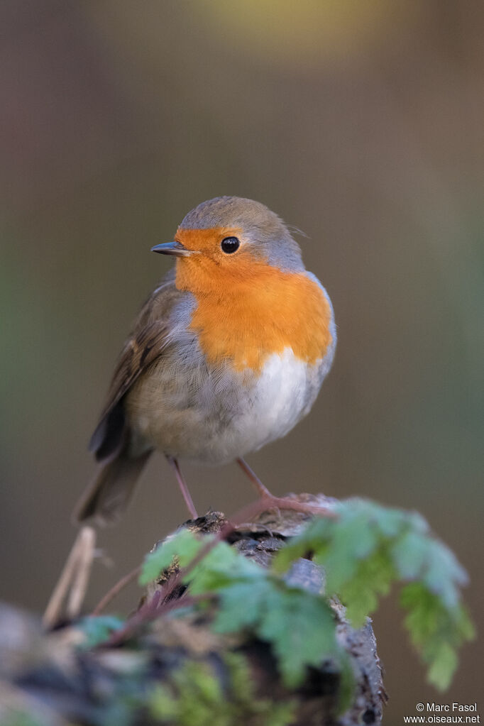 European Robinadult, identification