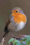 European Robin