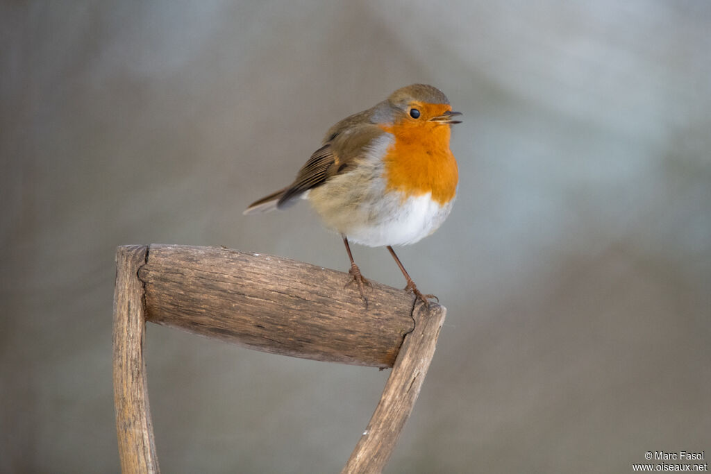 European Robinadult, identification, song