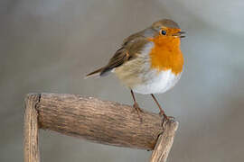 European Robin