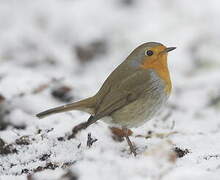 European Robin