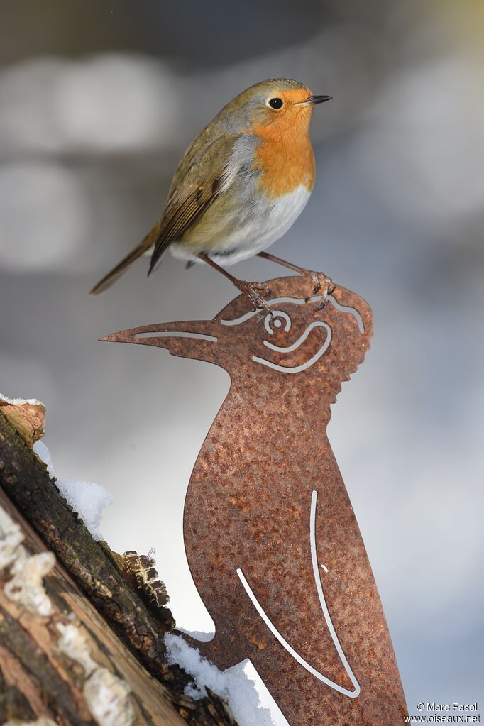 European Robinadult post breeding, identification