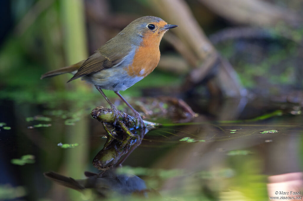 Rougegorge familieradulte, identification, boit