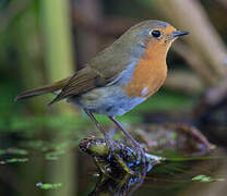 European Robin