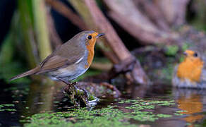 European Robin