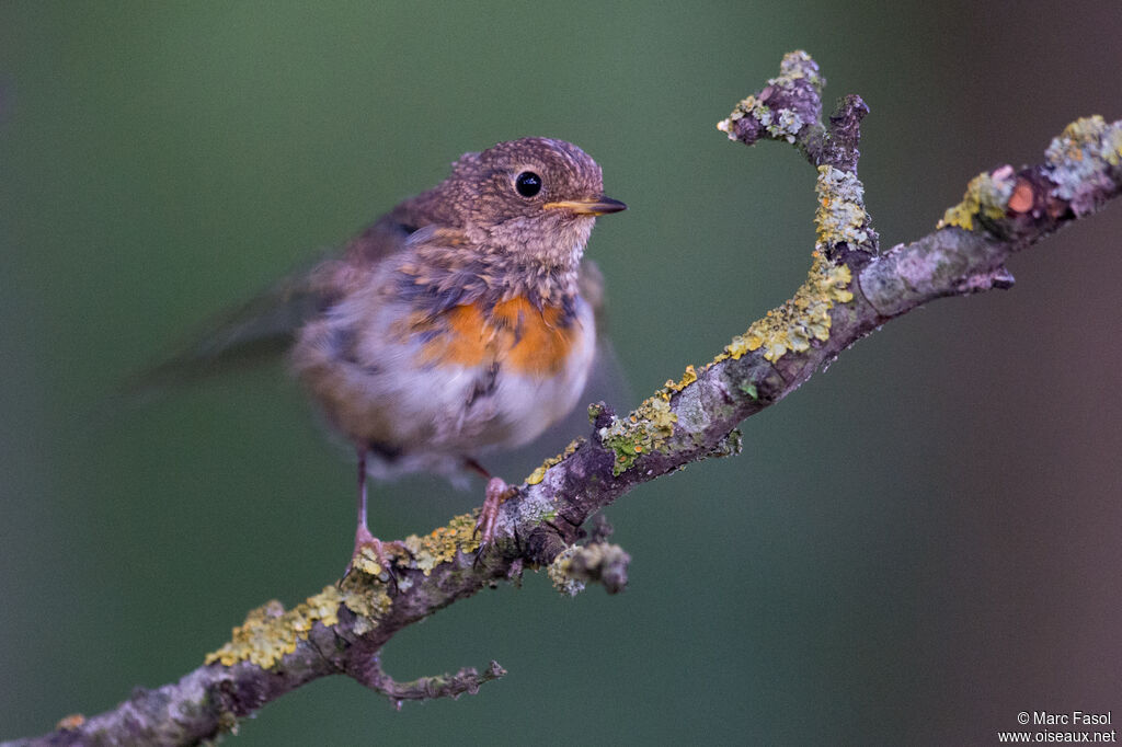 European Robinjuvenile, identification, moulting