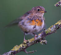 European Robin