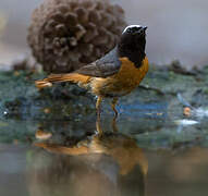 Common Redstart