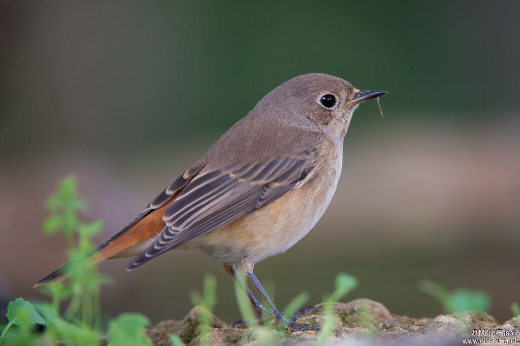 Common Redstart female First year, identification