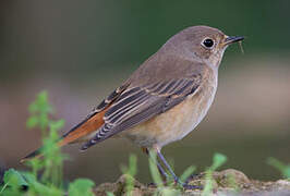 Common Redstart