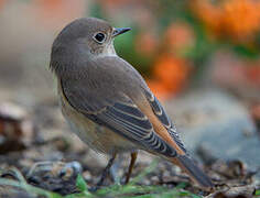 Common Redstart