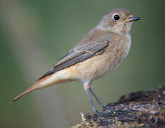 Common Redstart