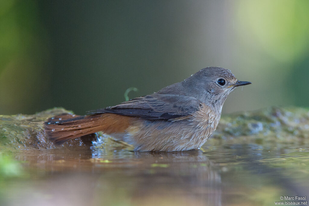 Common Redstart female adult post breeding, identification, care