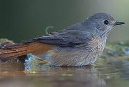 Common Redstart