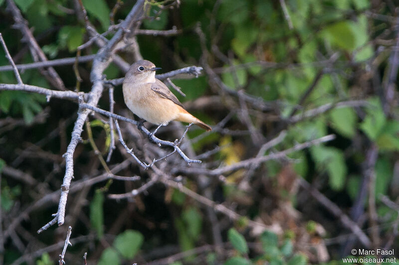 Common Redstart female adult, identification
