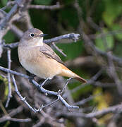 Common Redstart