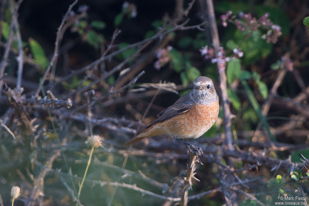 Common Redstartadult post breeding