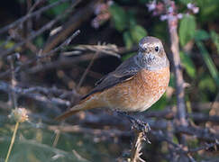 Common Redstart