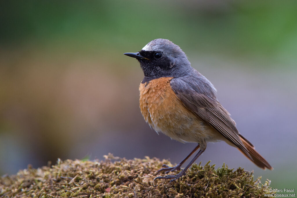 Common Redstart male adult breeding, identification