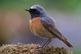 Common Redstart