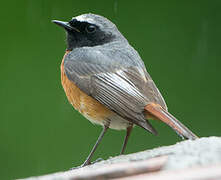 Common Redstart