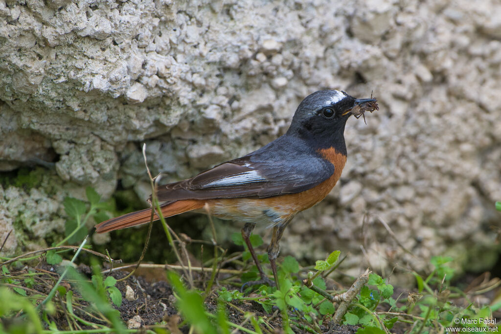 Common Redstart male adult breeding, identification, feeding habits, Reproduction-nesting