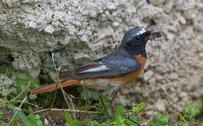 Common Redstart