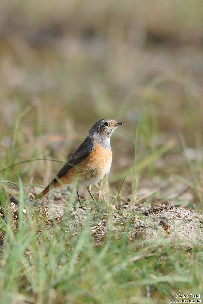 Common Redstart male First year, identification, Behaviour