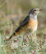 Common Redstart