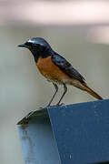 Common Redstart