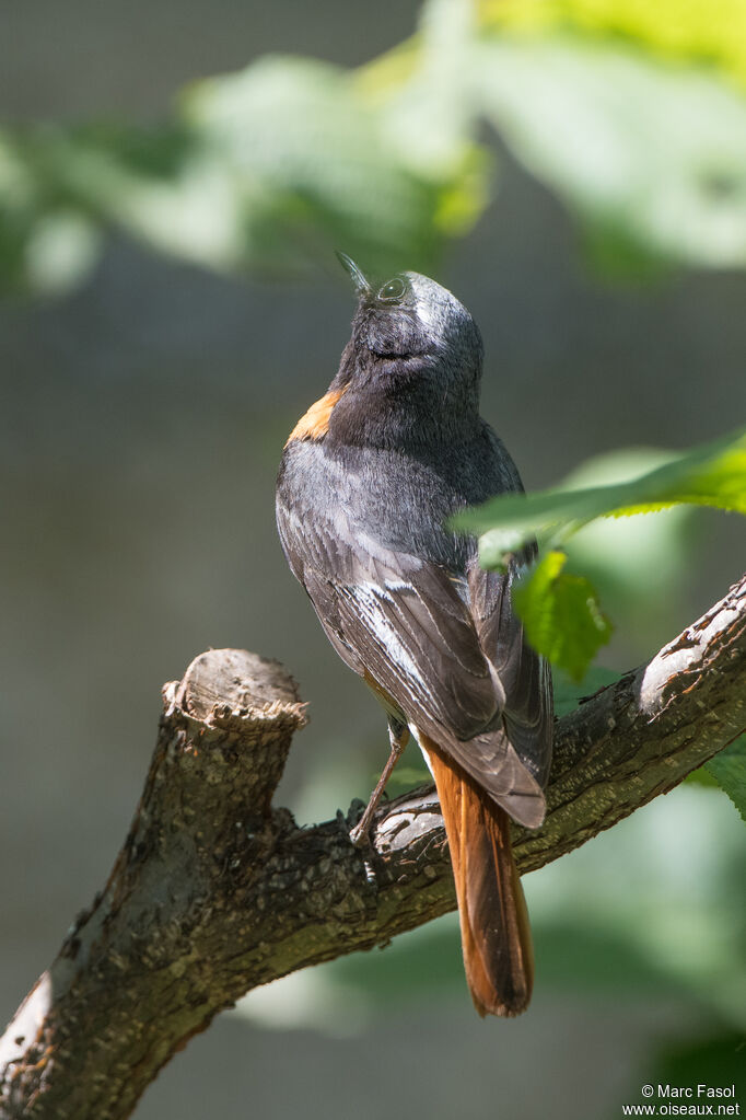 Common Redstart male adult