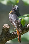 Common Redstart