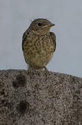 Common Redstart