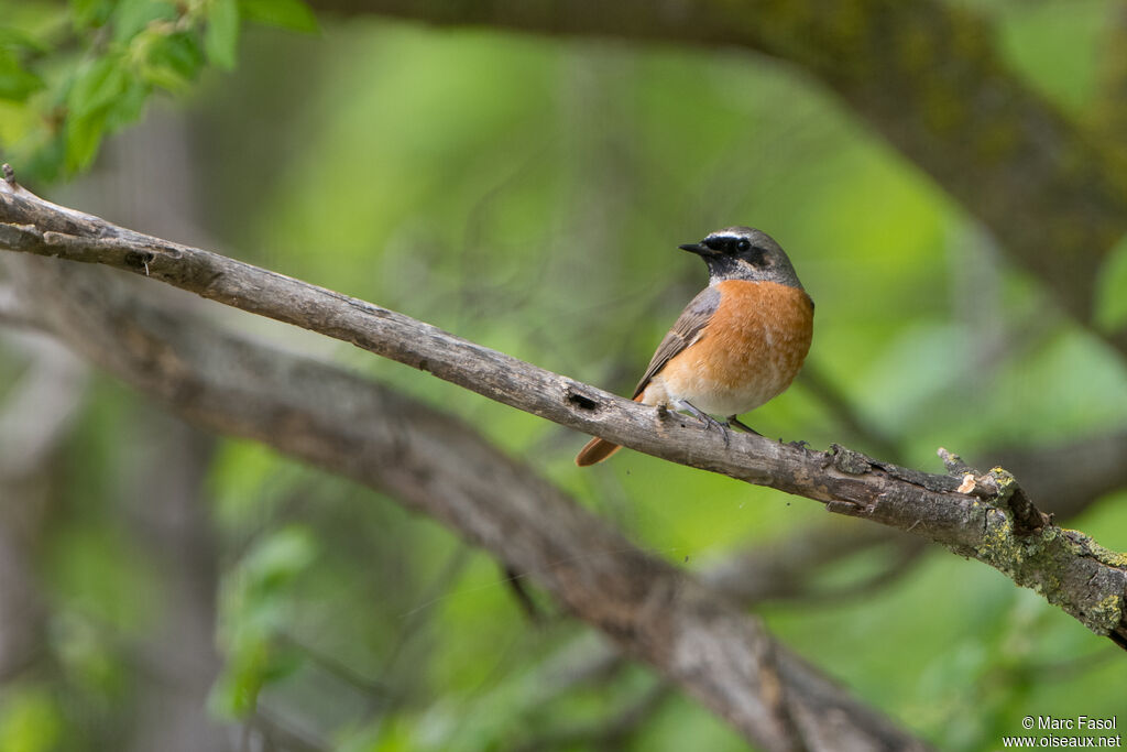 Rougequeue à front blanc mâle, habitat