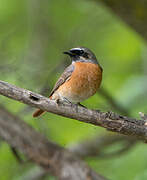 Common Redstart