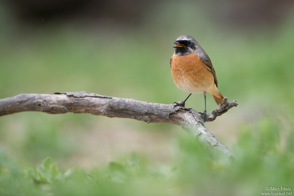 Common Redstart male adult, song