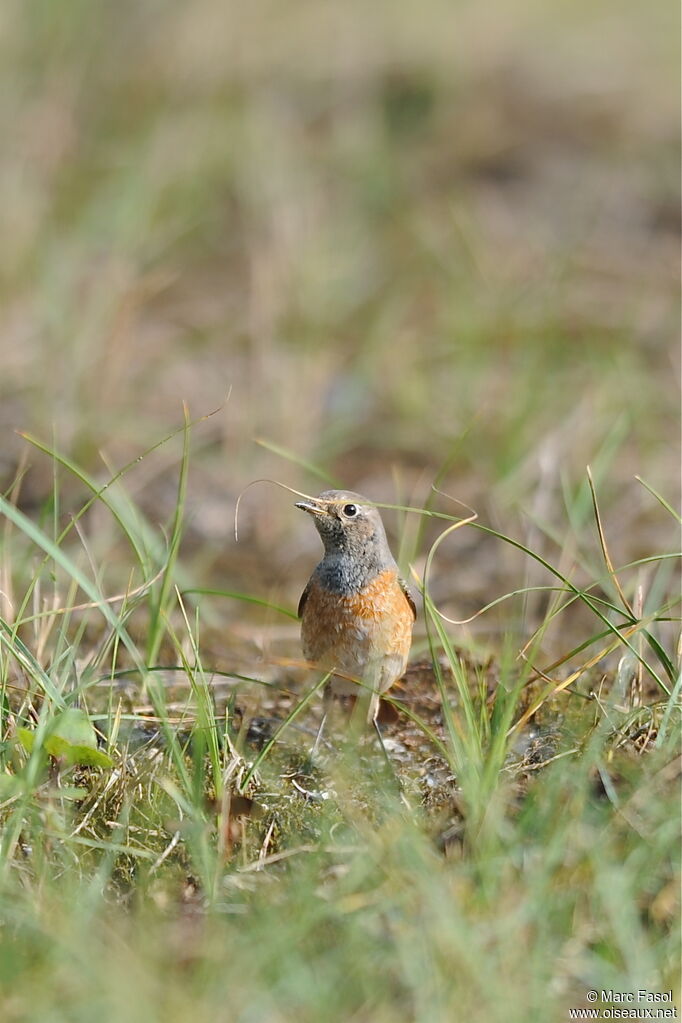 Common RedstartFirst year, identification