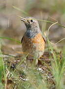 Common Redstart