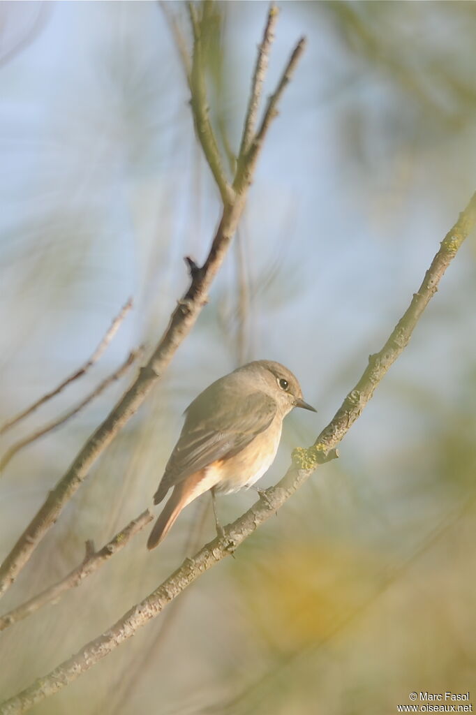 Common Redstart female adult, identification
