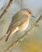 Common Redstart