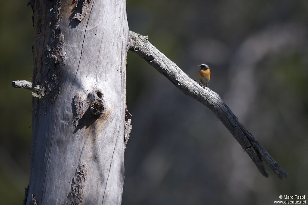 Common Redstart male adult breeding, identification