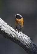 Common Redstart