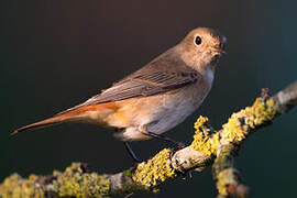 Common Redstart