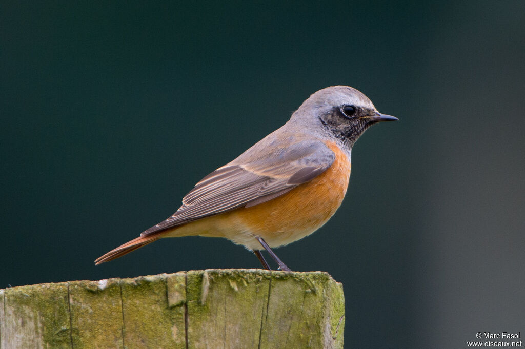 Common Redstartadult post breeding, identification