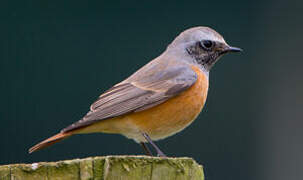 Common Redstart